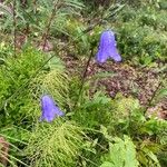 Campanula rhomboidalis Bloem