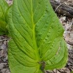 Symplocarpus foetidus Leaf