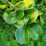 Ligustrum japonicum List