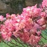 Rhododendron calendulaceum Flower