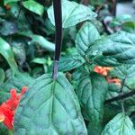 Scutellaria costaricana Habit