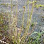 Drosera filiformis Συνήθη χαρακτηριστικά