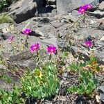 Cistanthe grandiflora 整株植物