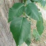 Toxicodendron radicans Ліст