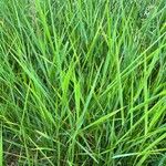 Elymus pungens Leaf