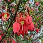 Crinodendron hookerianum Fleur