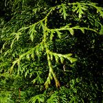 Thuja koraiensis Листок