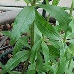 Rubia tinctorum পাতা
