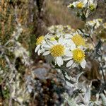 Senecio tergolanatus 花