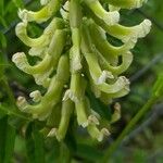 Astragalus canadensis Flower