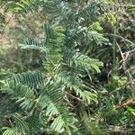 Vachellia sieberiana Folio