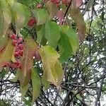 Euonymus atropurpureus Leaf