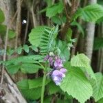 Vicia sepiumപുഷ്പം