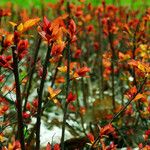 Spiraea japonica Leaf