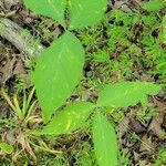 Arisaema dracontium পাতা