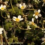 Ranunculus penicillatus Habit