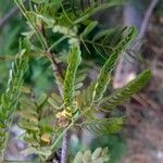 Prosopis juliflora Levél