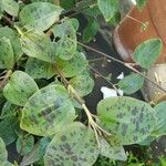 Tinantia pringlei Leaf