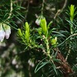 Erica lusitanica Blad