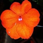 Impatiens walleriana花