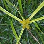 Cyperus alopecuroides Leaf