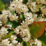 Photinia × fraseri Цветок