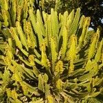 Euphorbia murielii List