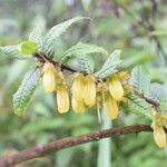 Agapetes incurvata Habitus