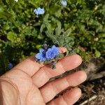 Cynoglossum amabileKvět