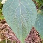 Salvia oxyphora Leaf