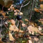 Viburnum ellipticum Habit