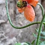 Papaver dubium Flower