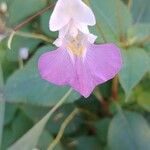 Impatiens balfourii 花