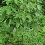 Aesculus chinensis Alkat (teljes növény)