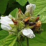 Althaea officinalis Kwiat