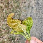 Pyrola elliptica Leaf