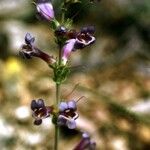 Penstemon linarioides عادت