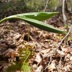 Uvularia sessilifolia Листок