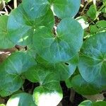 Asarum europaeum Blad