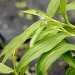 Epipactis palustris Leaf