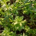 Galium album Blatt