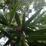 Podocarpus neriifolius Leaf