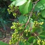 Psidium guineense 果