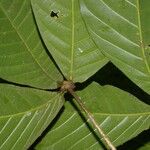 Angostura granulosa Hoja
