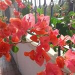 Bougainvillea spectabilis Květ