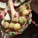 Euphorbia peplis Fruit