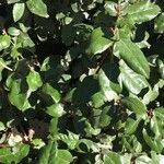 Elaeagnus × submacrophylla Hoja