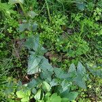 Verbascum blattaria Feuille