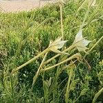 Nicotiana longiflora Blüte