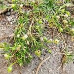 Sagina procumbens Fleur